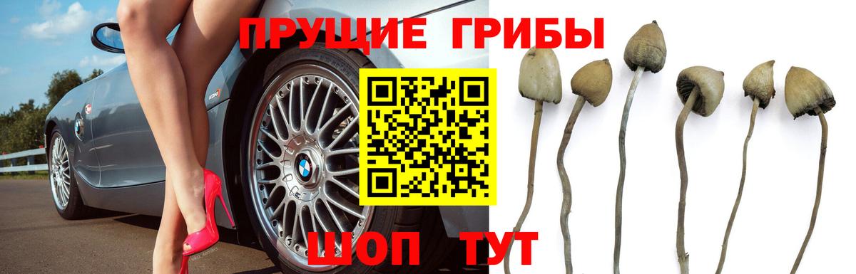 Юрга  цены наркотик  Псилоцибиновые грибы Cubensis  Вход с VPN  Псилоцибиновые грибы GOLDEN TEACHER 